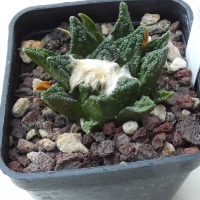 offerte Ariocarpus