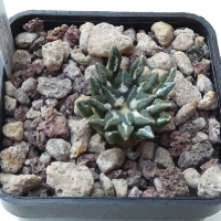 offerte Ariocarpus