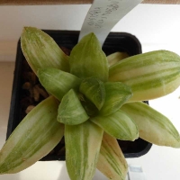 offerte Haworthia