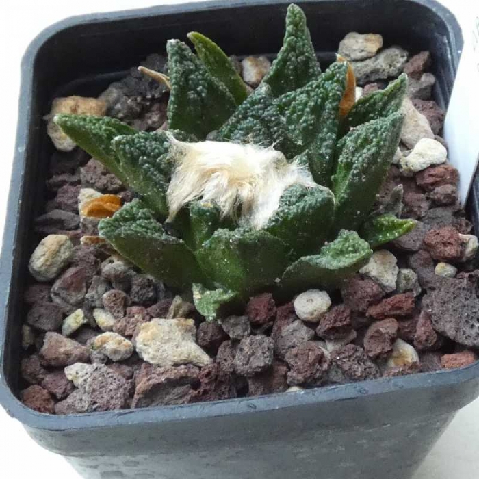 A. bravoanus ssp.hintonii-1